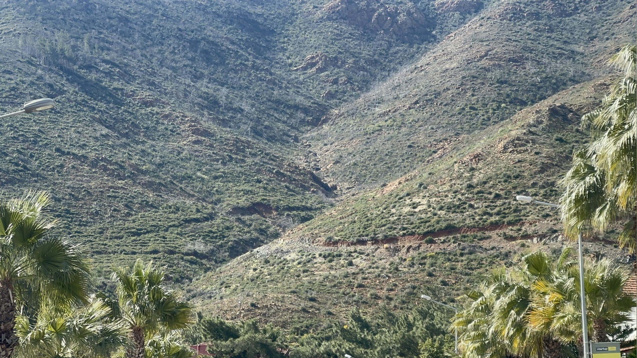 Marmaris Ormanlarında Yeniden Hayat Beliriyor