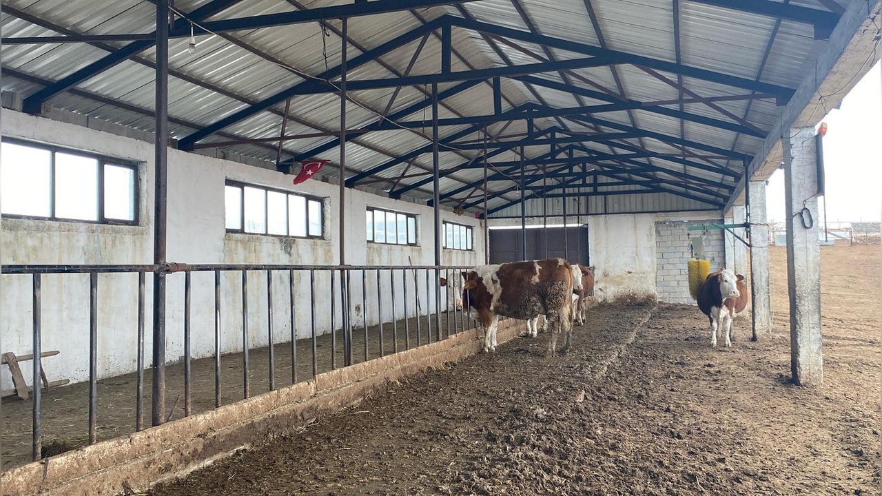 Soğuk Havalarda Yarı Açık Ahırda Hayvancılık Faaliyetleri Devam Ediyor