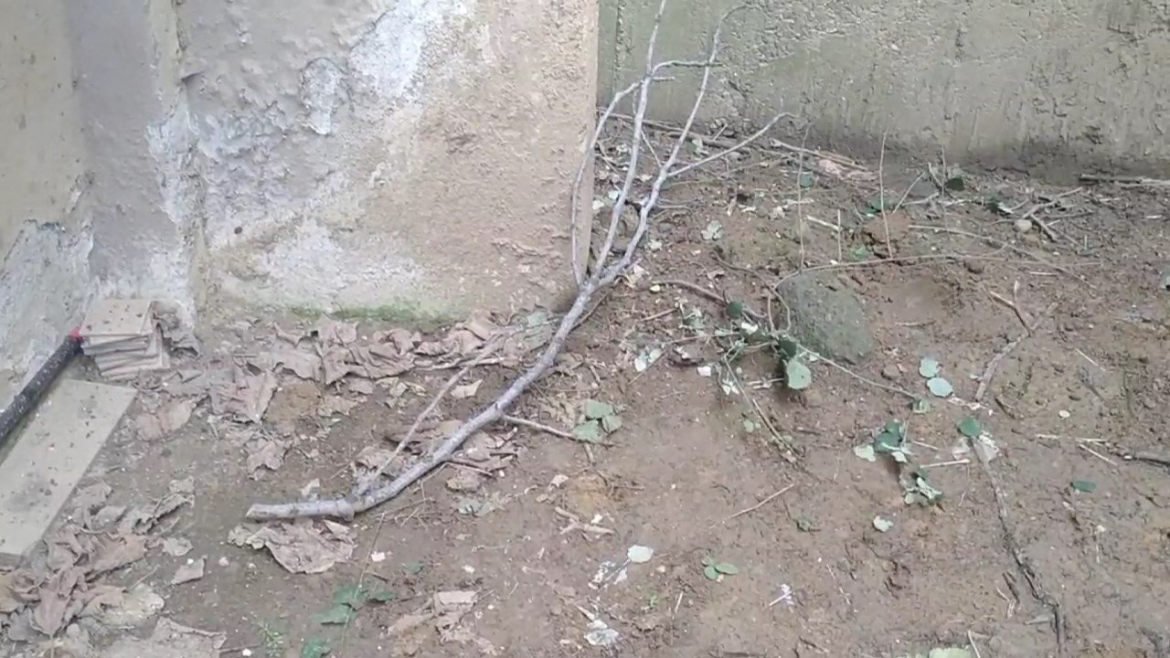 Ağaç Budama İşlemi Sırasında Yüksekten Düşme Olayı