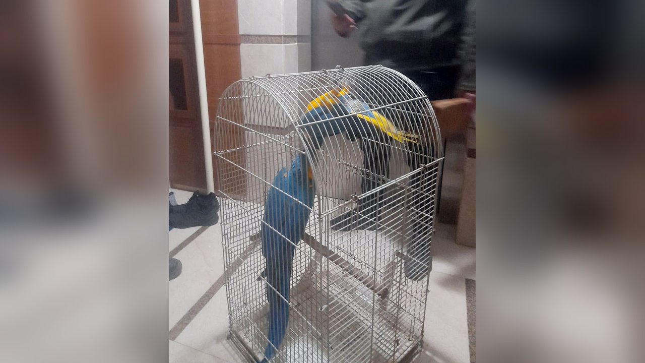 Belgesiz Macaw Papağanı Satışı İçin 617 Bin TL Ceza Kesildi
