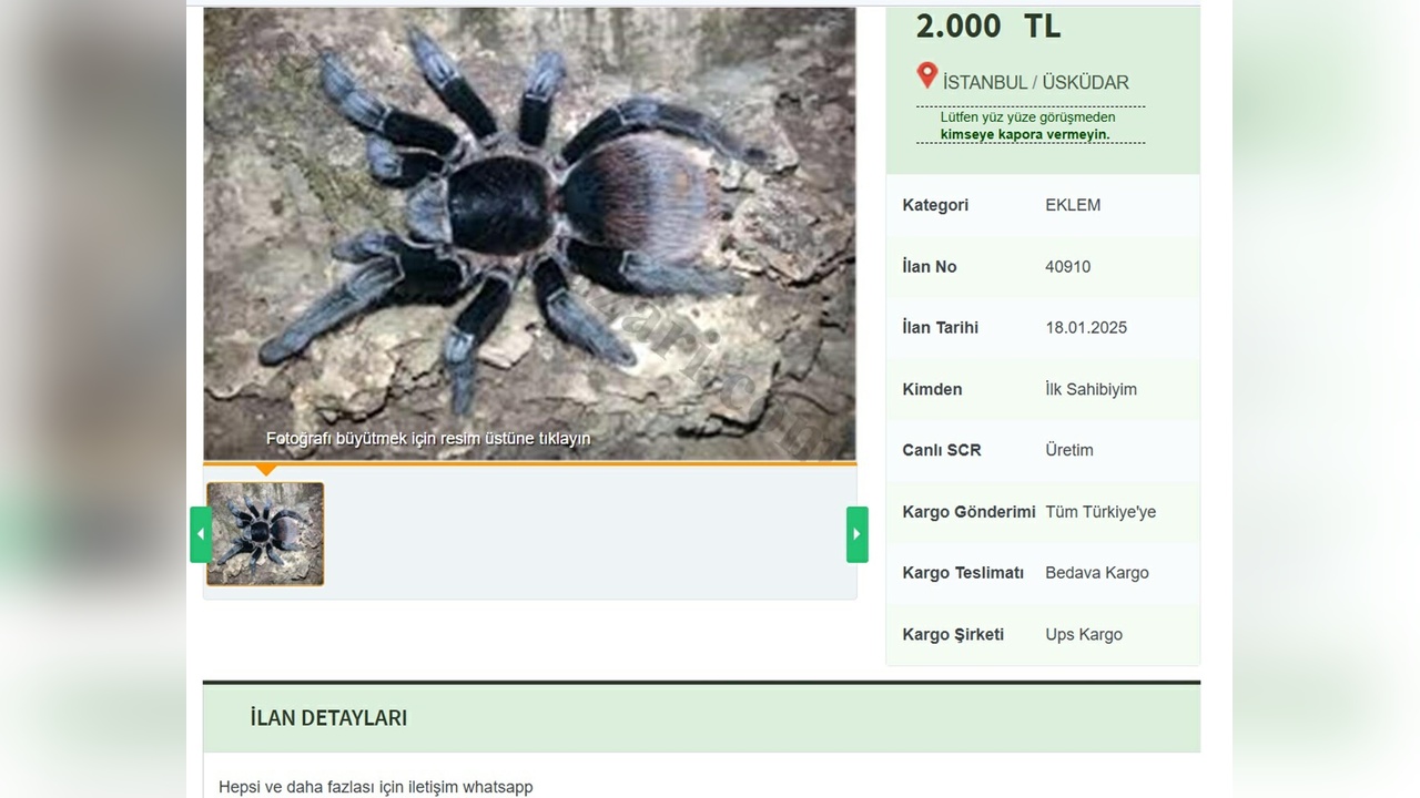 Yasa Dışı Tarantula Satışı İnternette Yaygınlaşıyor