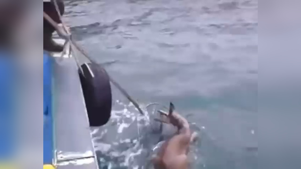 Balıkçılar, Artvin'de Denize Düşen Karacayı Kurtardı