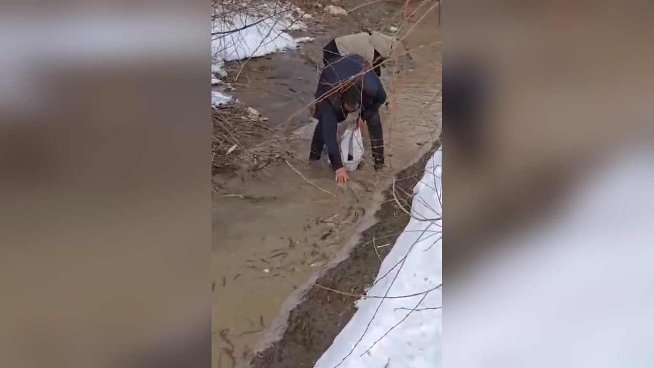 Aras Nehri'nde Balık Ölümleri Tespit Edildi
