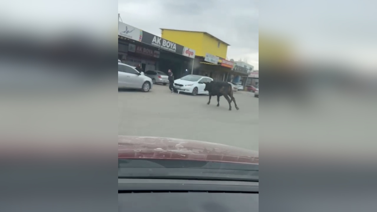 Sanayi Sitesinde Boğa Paniği: Esnaf Kaçıştı