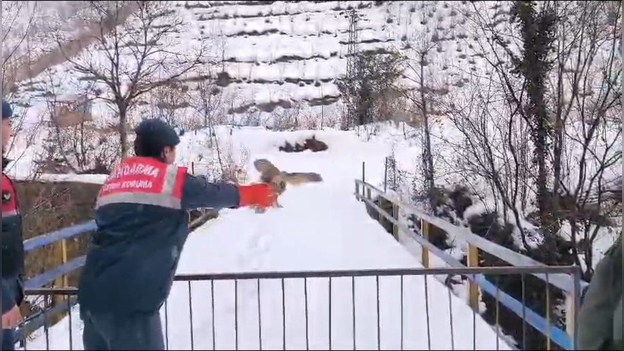 Artvin'de Boynuzlu Baykuş Doğaya Salındı