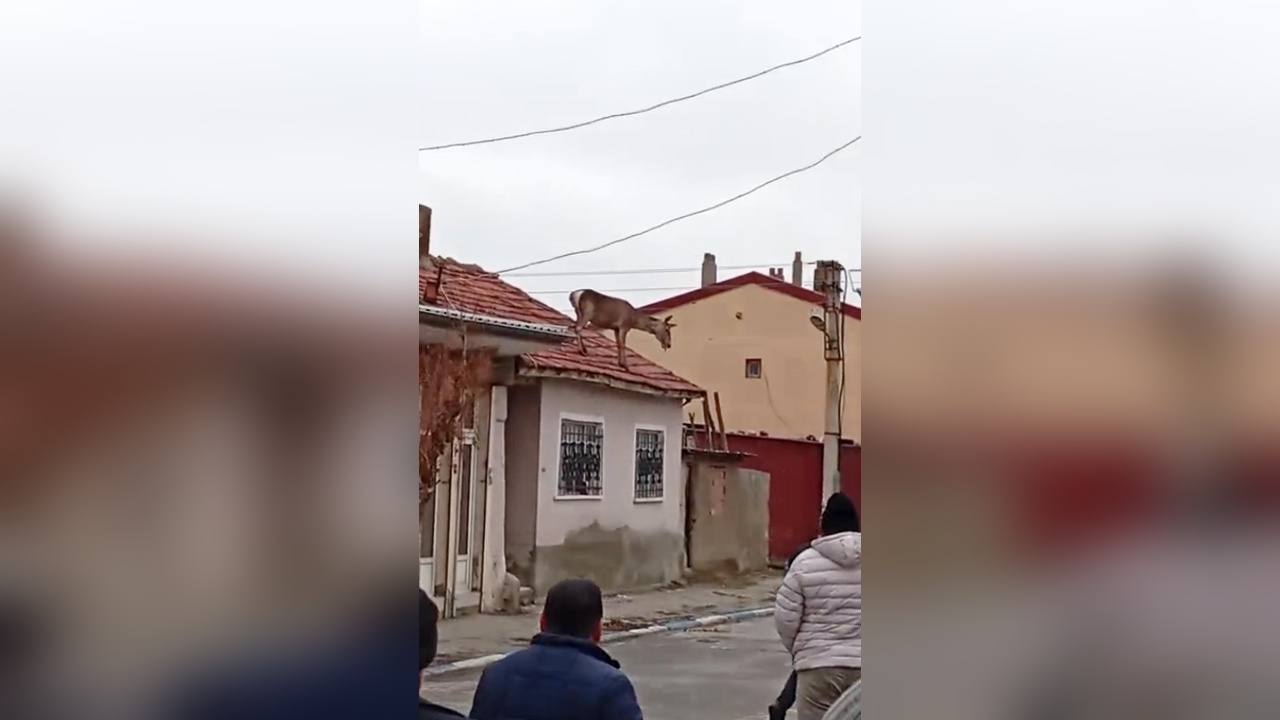 Kızıl Geyik Çatıdan Düşerek Hayatını Kaybetti