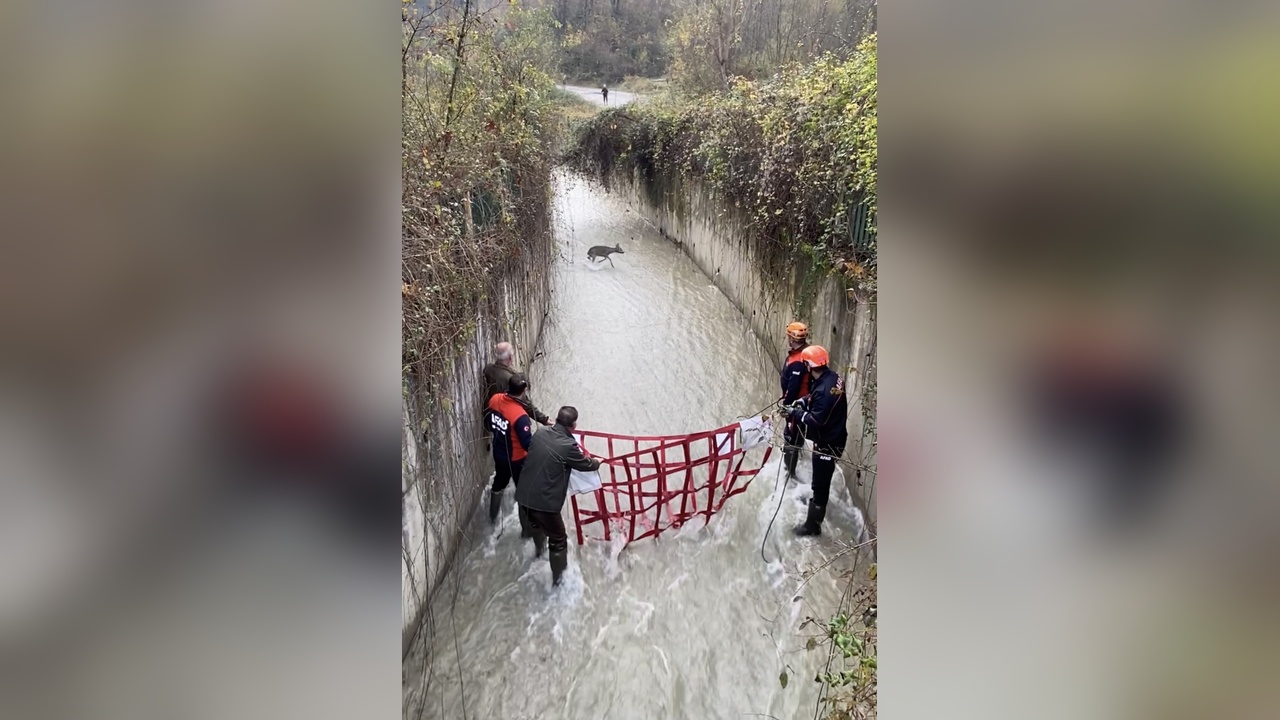 Mahsur Kalan Karaca Su Kanalından Kurtarıldı