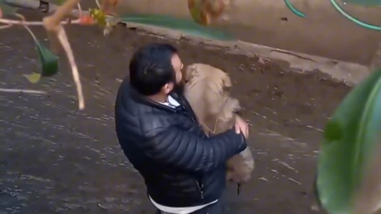 Ataşehir'de Köpeğini Kurtarmaya Çalışan Kişi Derede Mahsur Kaldı