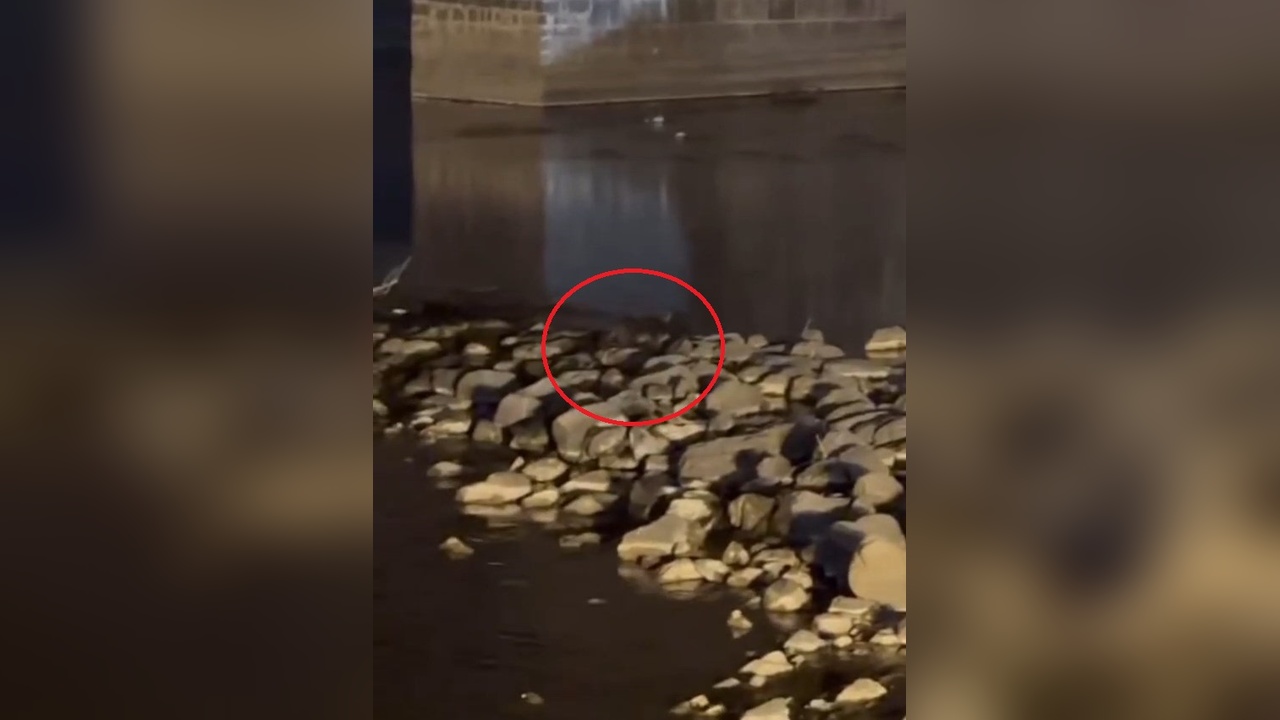 Diyarbakır'da Üç Su Samuru Görüntülendi