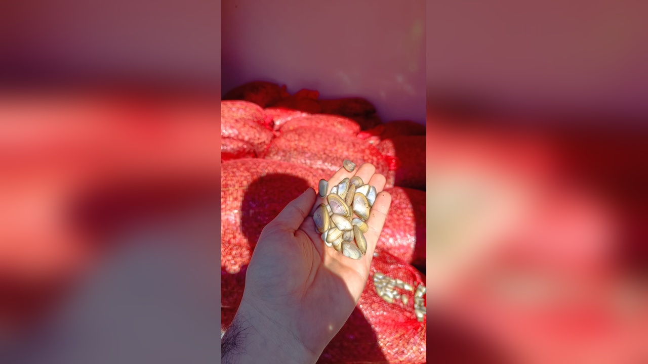 Samsun'da Kaçak Beyaz Kum Midyesi Operasyonu