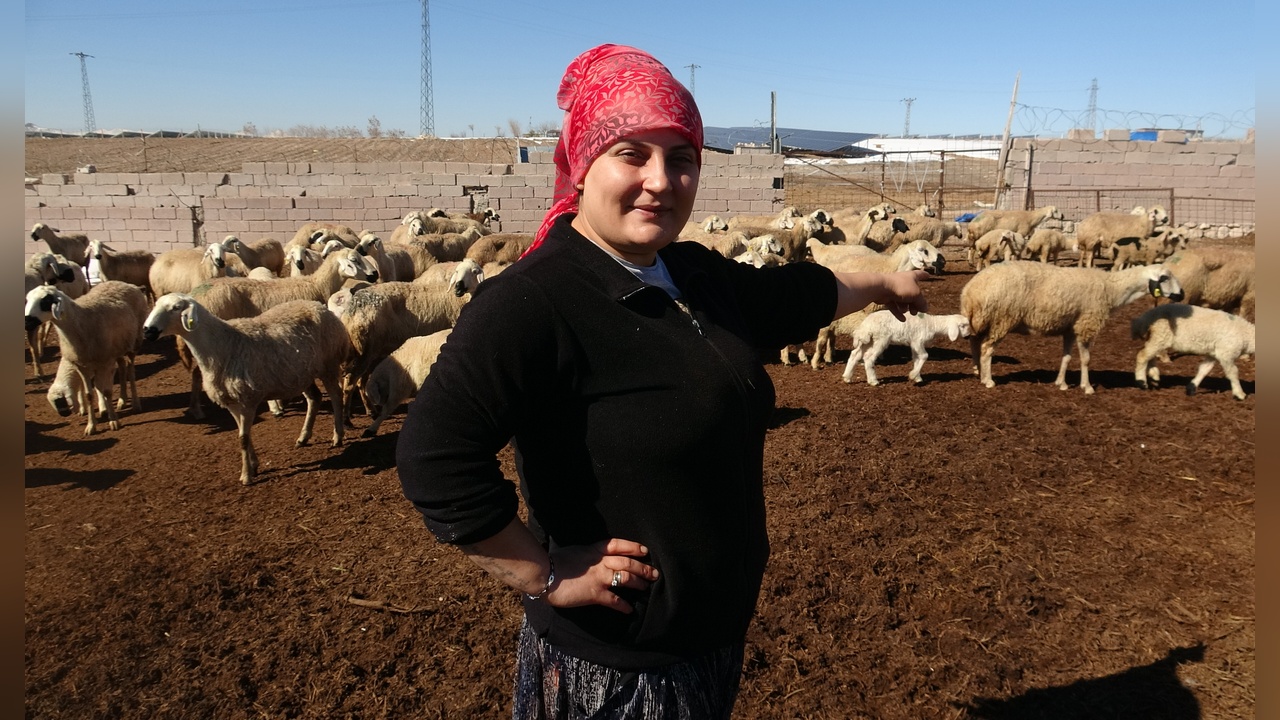 Ayşe, Babasına Destek Olmak İçin 300 Küçükbaşla Çobanlık Yapıyor