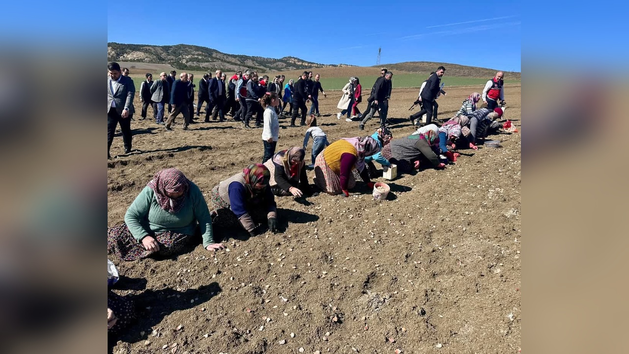 Tarım Bakanı Yumaklı, Kastamonu'da Sarımsak Ekimi Etkinliğine Katıldı