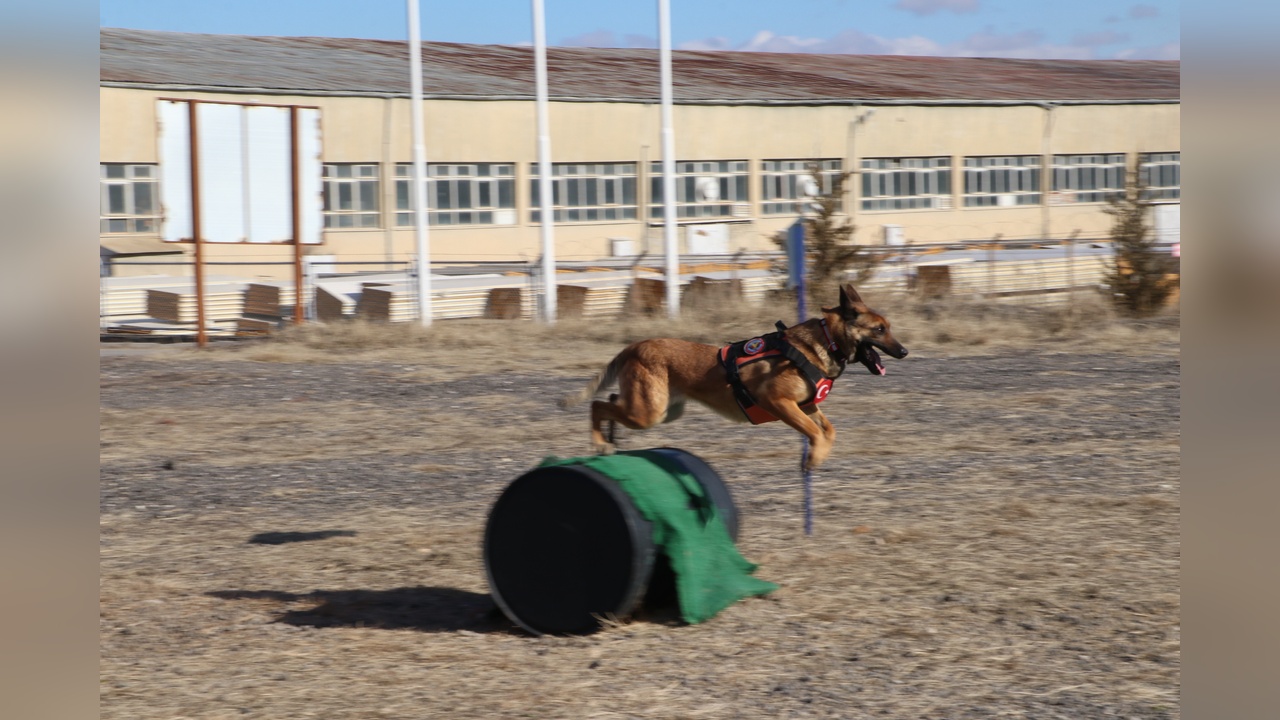 Türk Silahlı Kuvvetleri'nin Arama Kurtarma Köpekleri Göreve Hazır