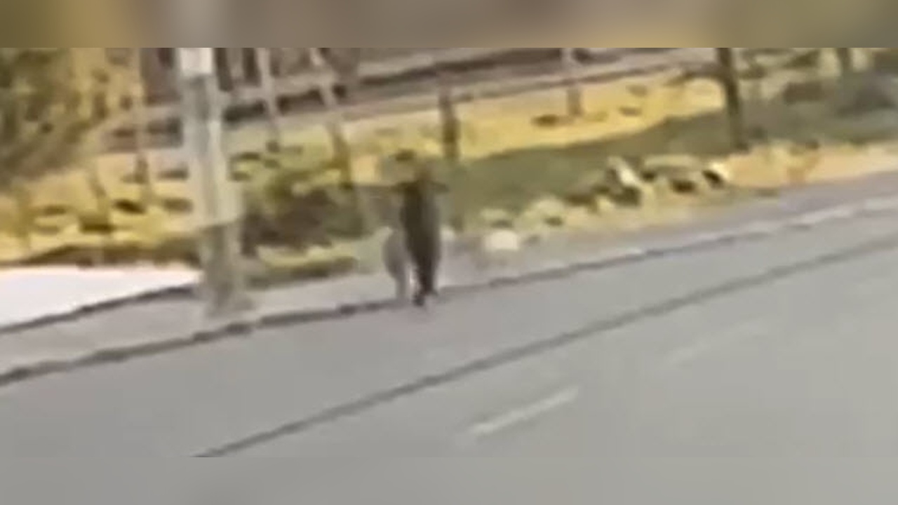 Sokak Köpeği Saldırısı: Çocuk Yaralandı