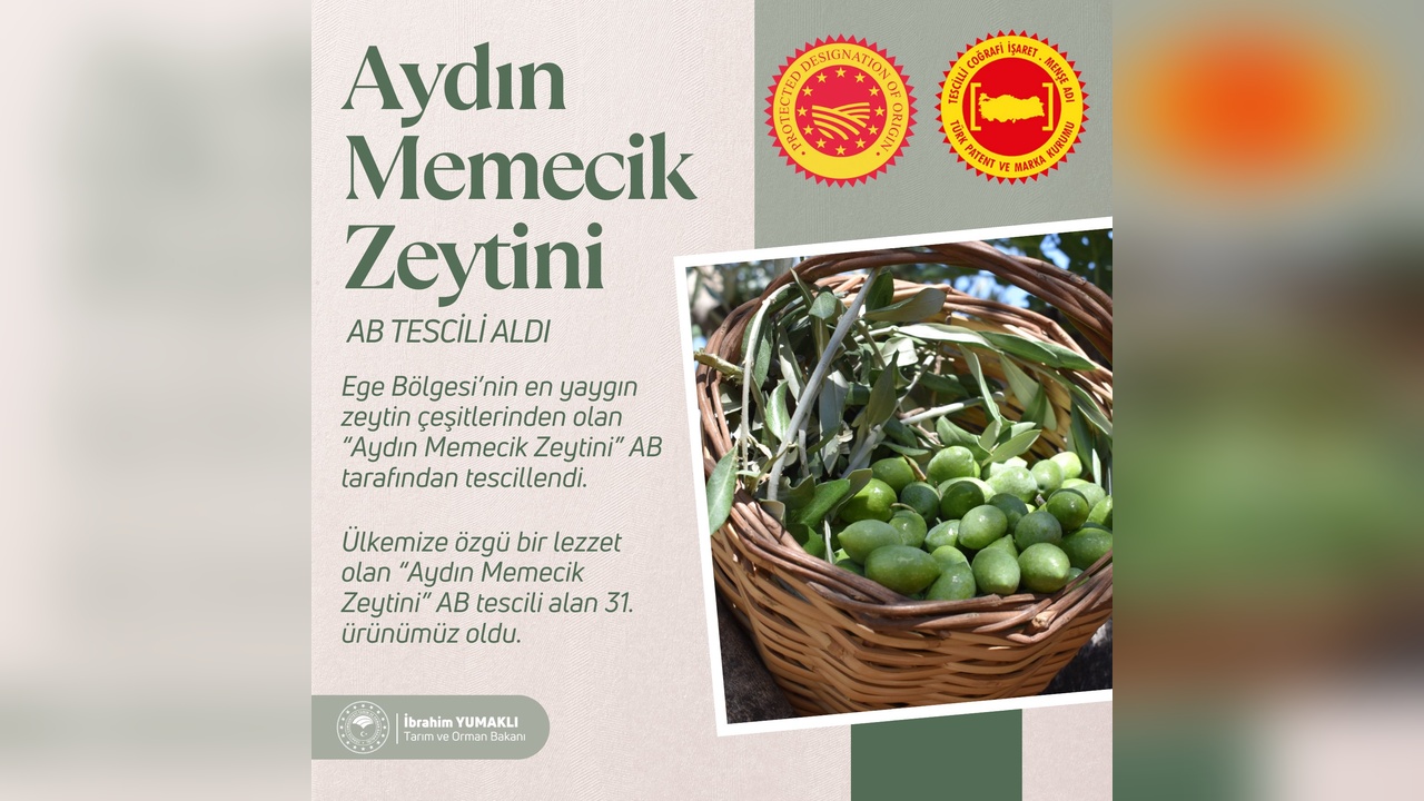 Aydın Memecik Zeytini, Avrupa Birliği'nden Tescil Aldı