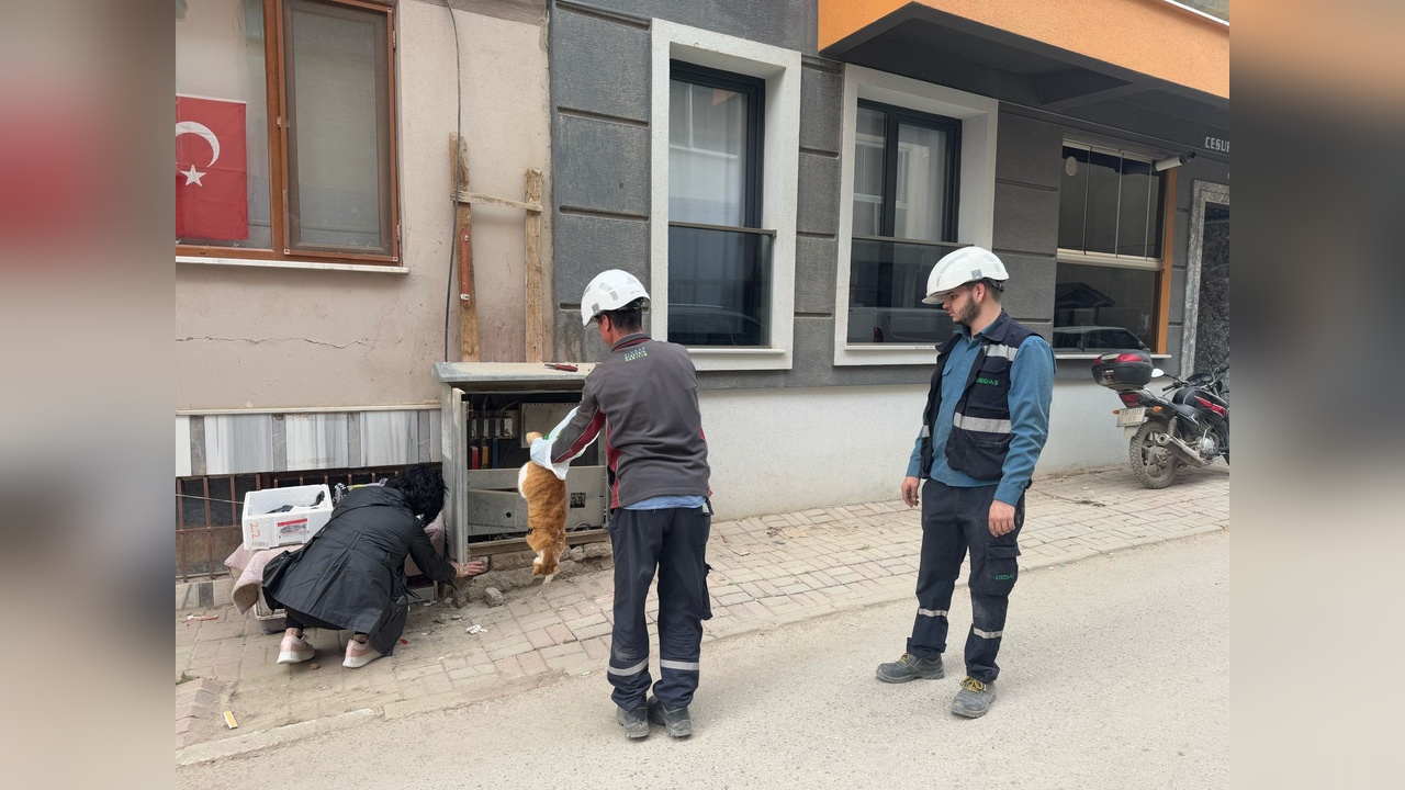 Erdek'te Trafoya Giren Kedi Nedeniyle Elektrik Kesintisi Yaşandı