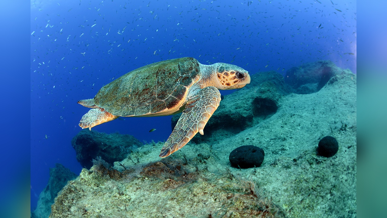 Caretta Caretta'ların Çiftleşme Dönemi Başladı