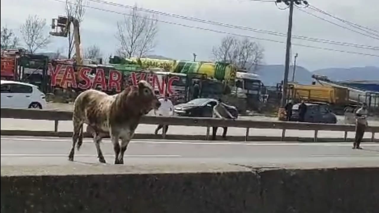 Kaçan Boğa Trafiği Felç Etti