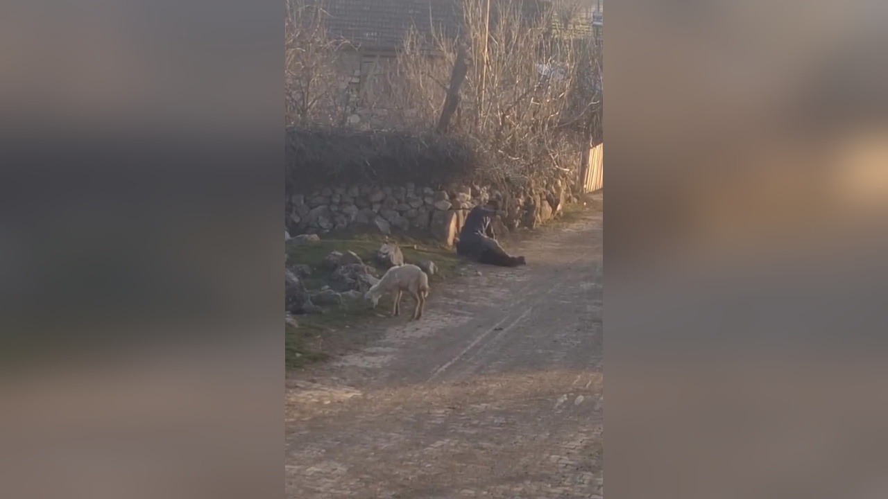 Koyunlara Kötü Muamele Eden Şüpheli Gözaltında