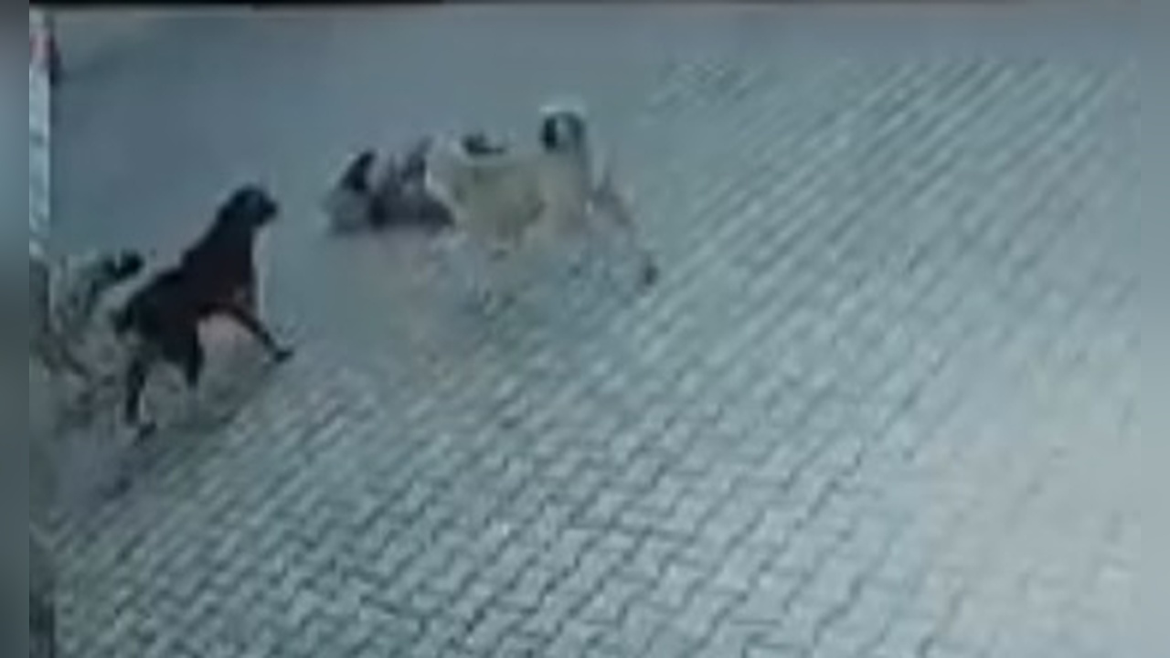Sokak Köpekleri Saldırısı: Berrak Yaralandı