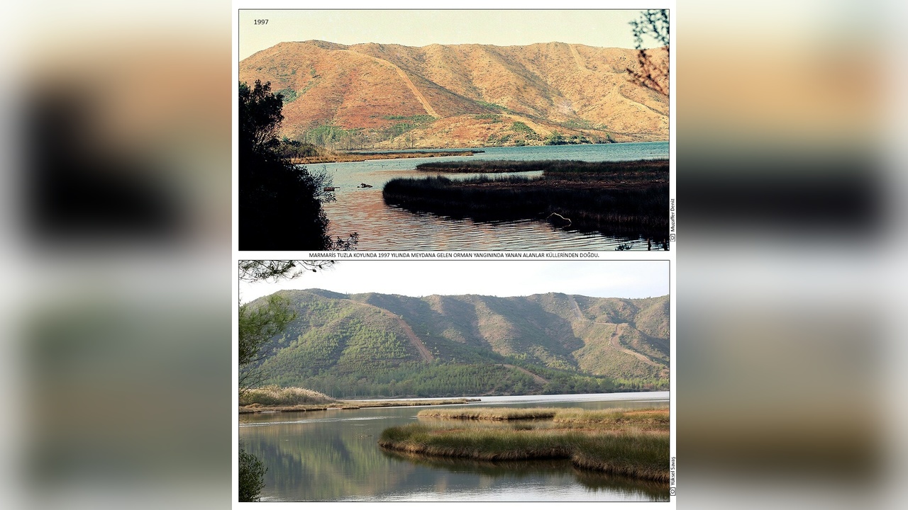 Muğla'daki Fidan Dikimi Projesi Başarıyla Tamamlandı