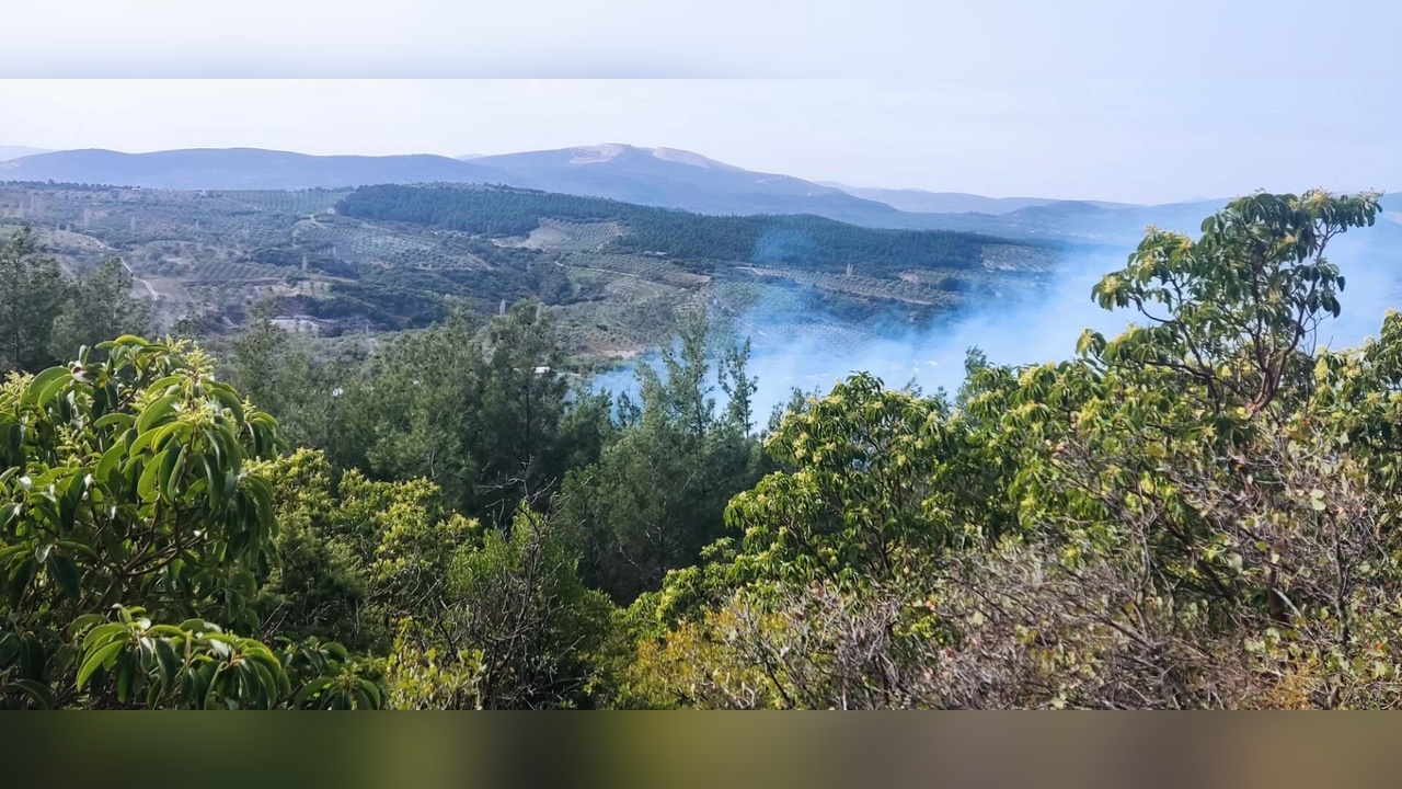 Manisa'da Orman Yangını: 1 Hektar Alan Zarar Gördü