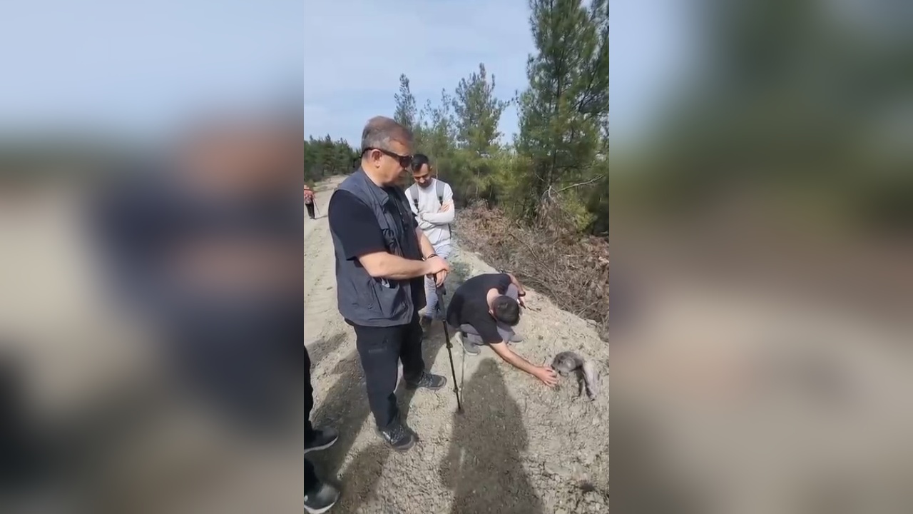 Ormanda Bulunan Kaplumbağaya Yardım Eli Uzandı