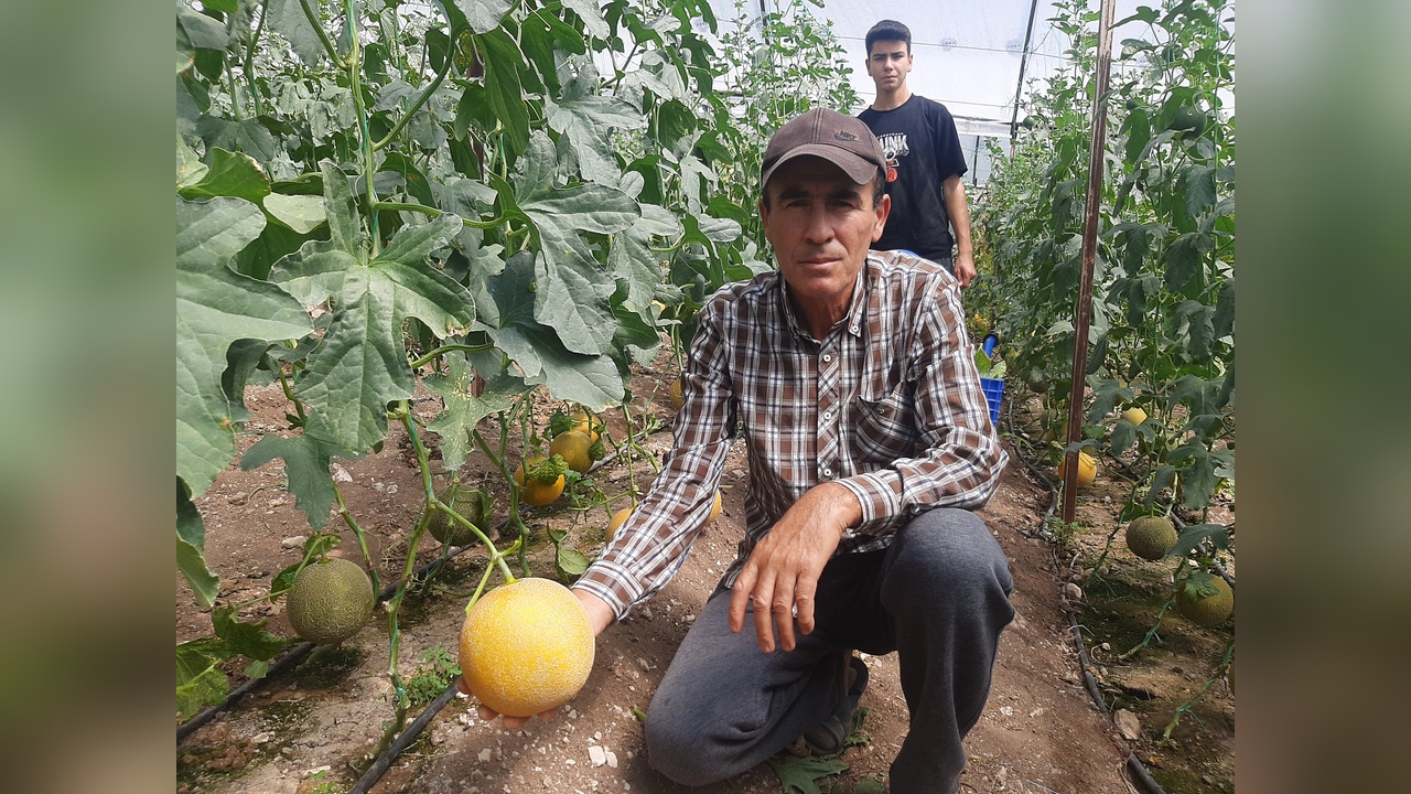 Kış Aylarında Serada Kavun Yetiştiren Çiftçi Dikkatleri Üzerine Topladı
