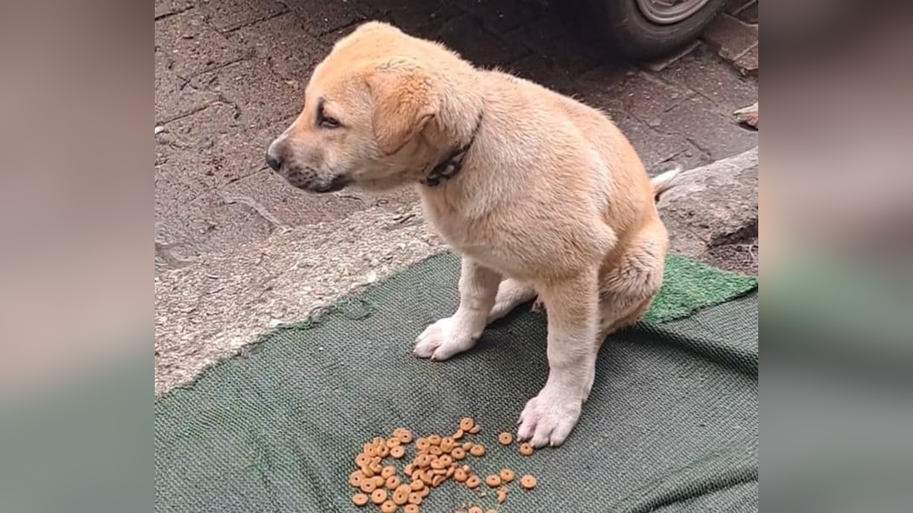 Ordu'da Yavru Köpeklere Çarpan Sürücü Olay Yerinden Kaçtı