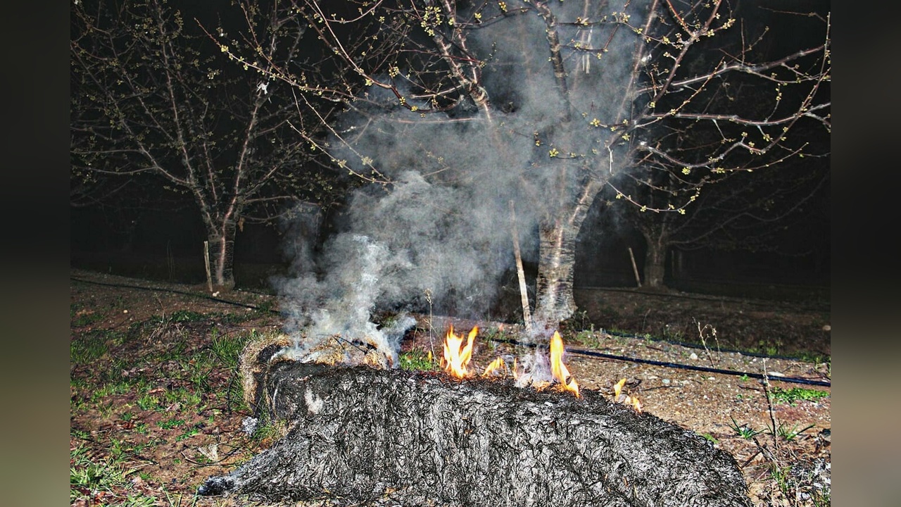 Çanakkale'deki Meyve Ağaçları Don Olayından Etkilendi