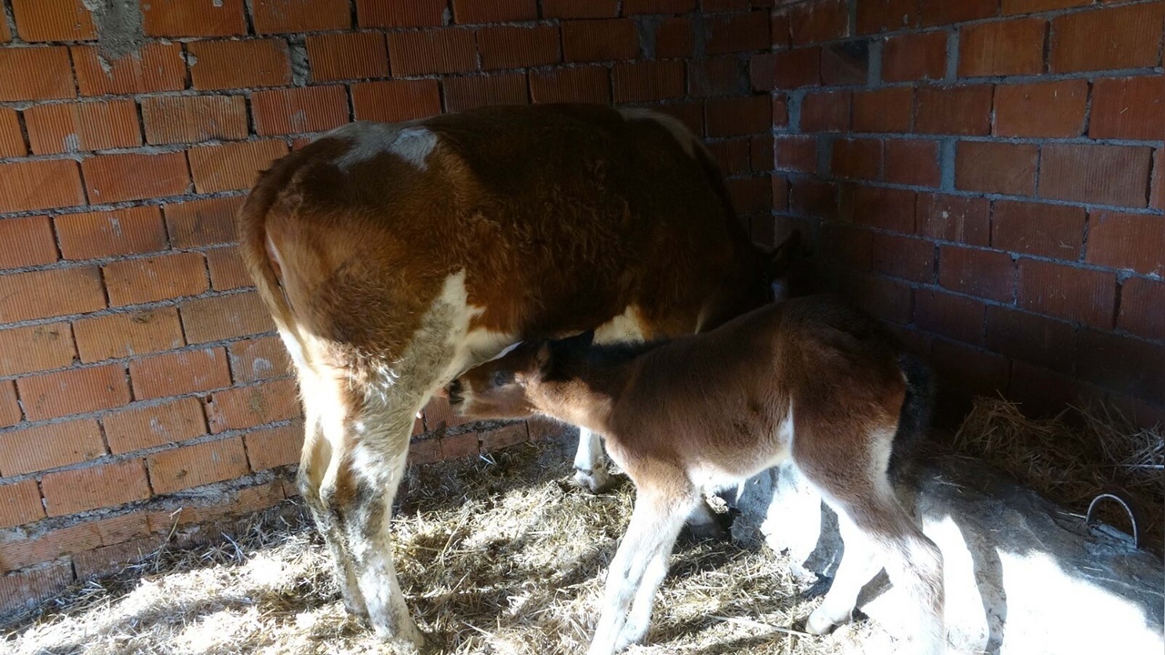 Öksüz Tay, İneğin Şefkatli Bakımıyla Hayata Tutunuyor