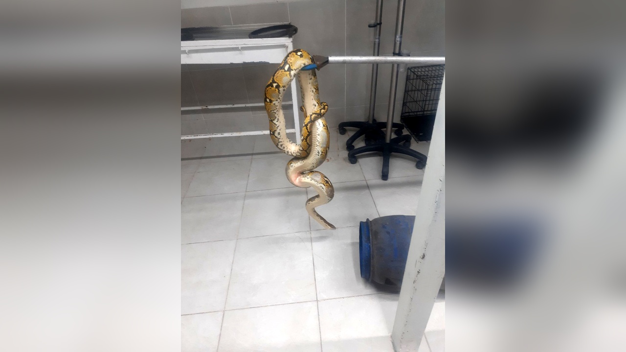 Yolcu Otobüsünde Piton Yakaladı