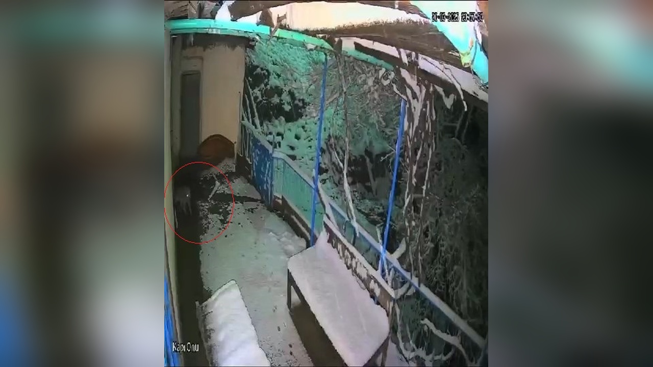Balkondan Tepsi Çalan Çakal Kameralara Yansıdı