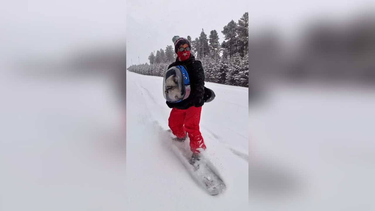 Kedi ile Snowboard Keyfi