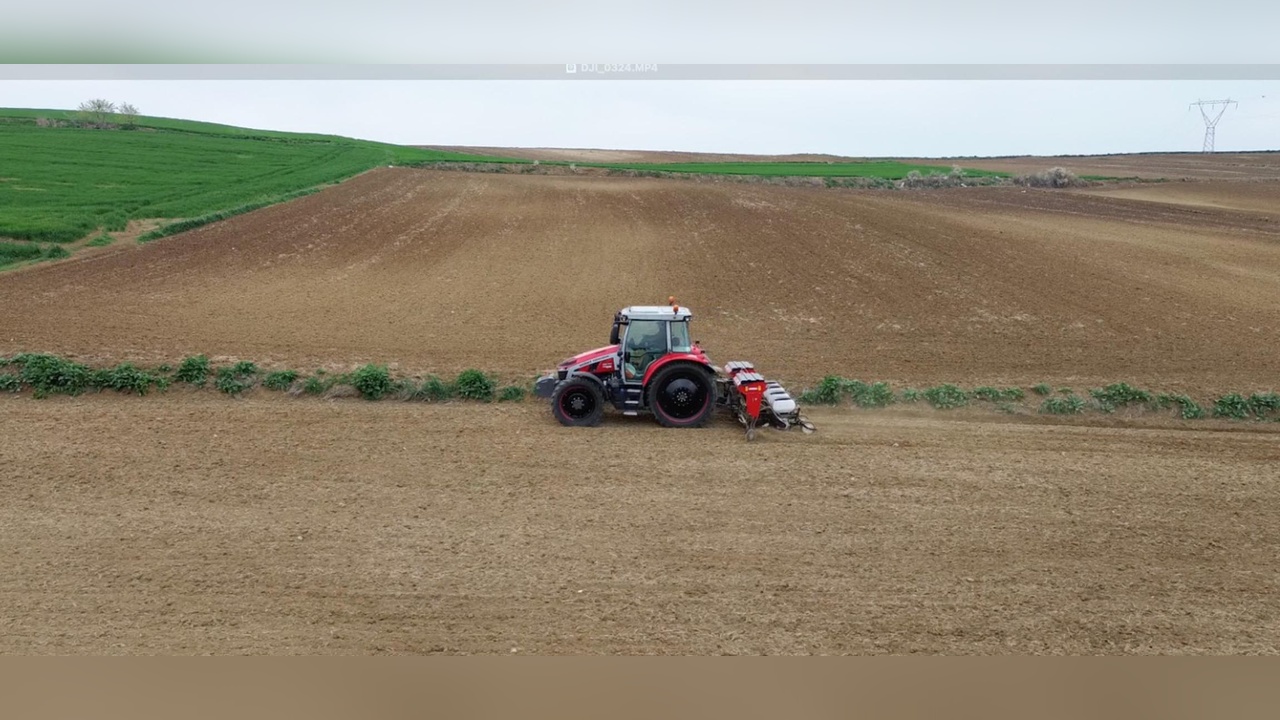Tekirdağ'da Ayçiçeği Üretim Alanı Büyüyor