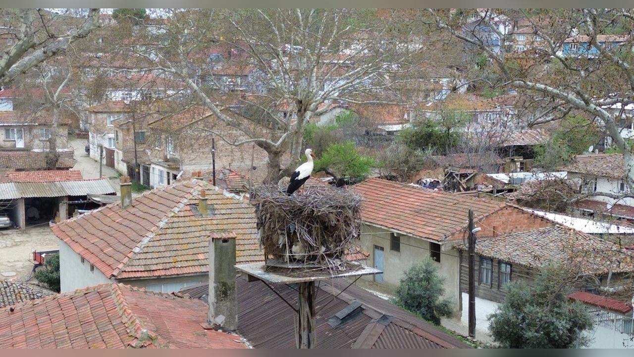 Tekirdağ'a Leyleklerin Gelişi