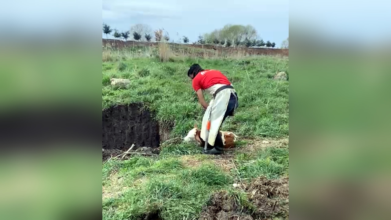 Kırklareli'de Kaçak Hayvan İtlafı Gerçekleşti