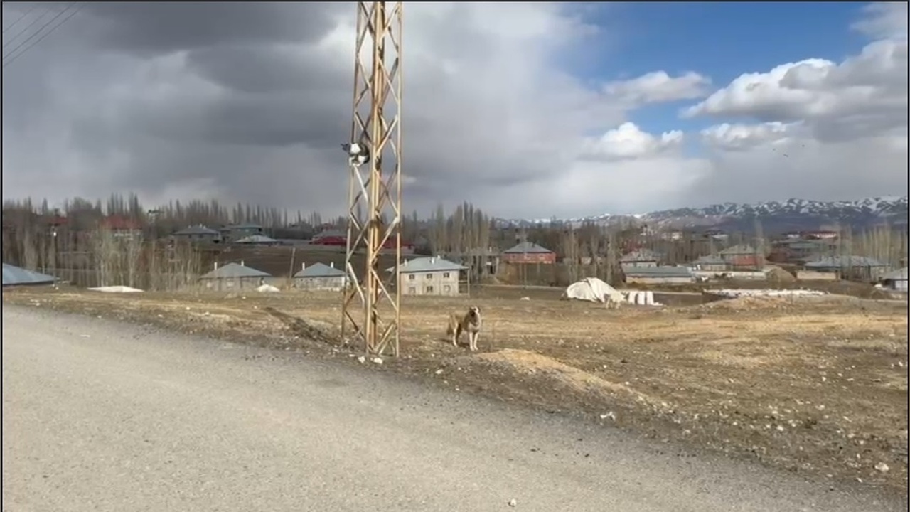 Köpekten Kaçan Kişi Elektrik Direğinde Mahsur Kaldı