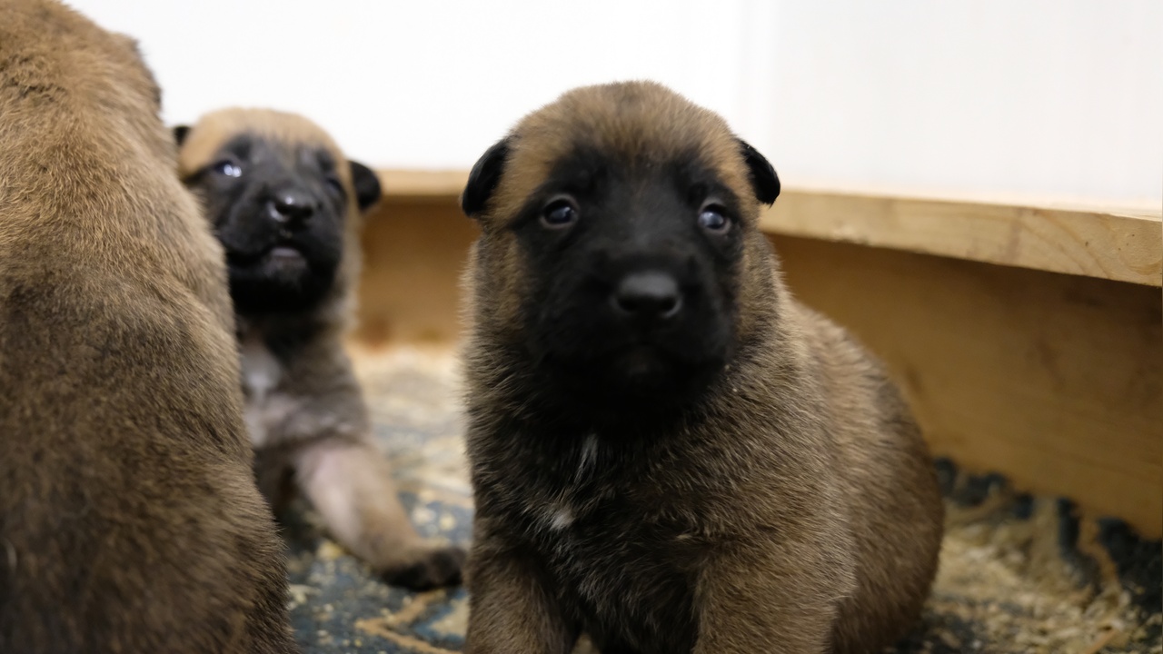 Duman ve Ateş'in Kahramanları: Arama Kurtarma Köpekleri Dünyaya Tanıtıldı