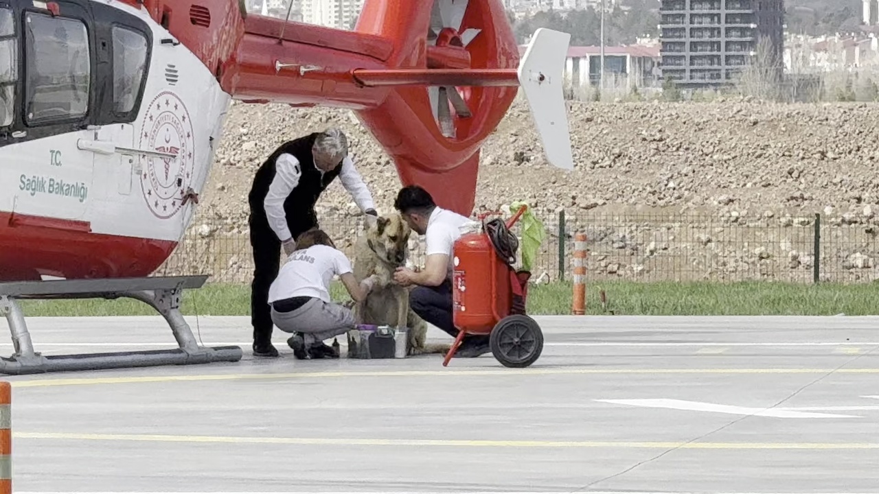 Ambulans Helikopter Pistinde Kangal Köpeğine Acil Müdahale