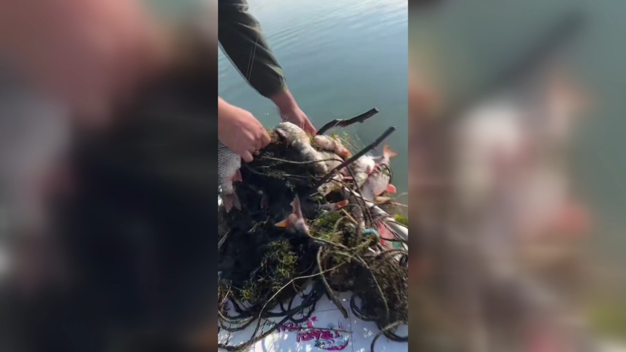 Sapanca Gölü'nde Hayalet Ağlar Binlerce Balığı Öldürdü