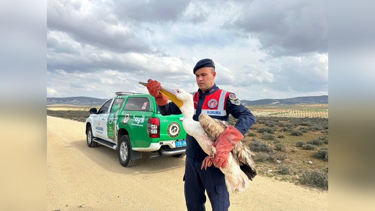 Jandarma, Yaralı Pelikana Yardım Eli Uzattı