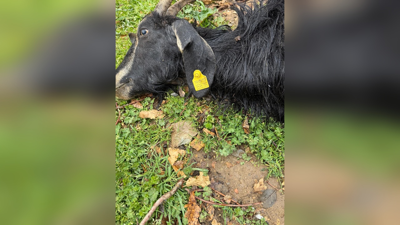 Sokak Köpeklerinin Saldırısı: 18 Keçi Hayatını Kaybetti