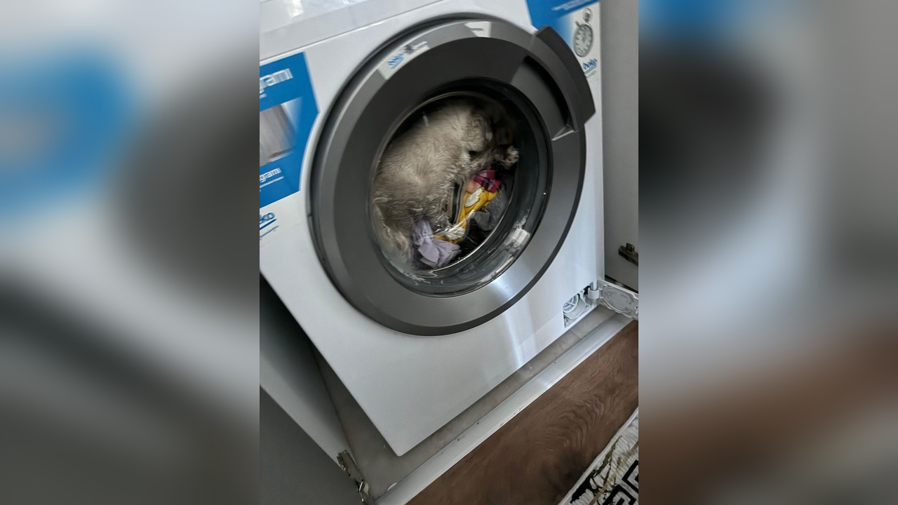 İtfaiye, Çamaşır Makinesinde Sıkışan Kediyi Kurtardı