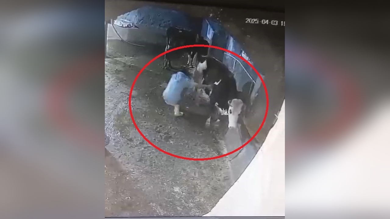 Besici İneği Tarafından Tekmelendi, O Anlar Kameraya Yansıdı