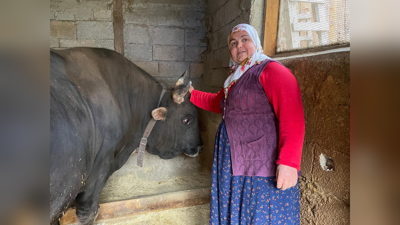 Yusufeli'nde Boğa Güreşi Heyecanı Başlıyor