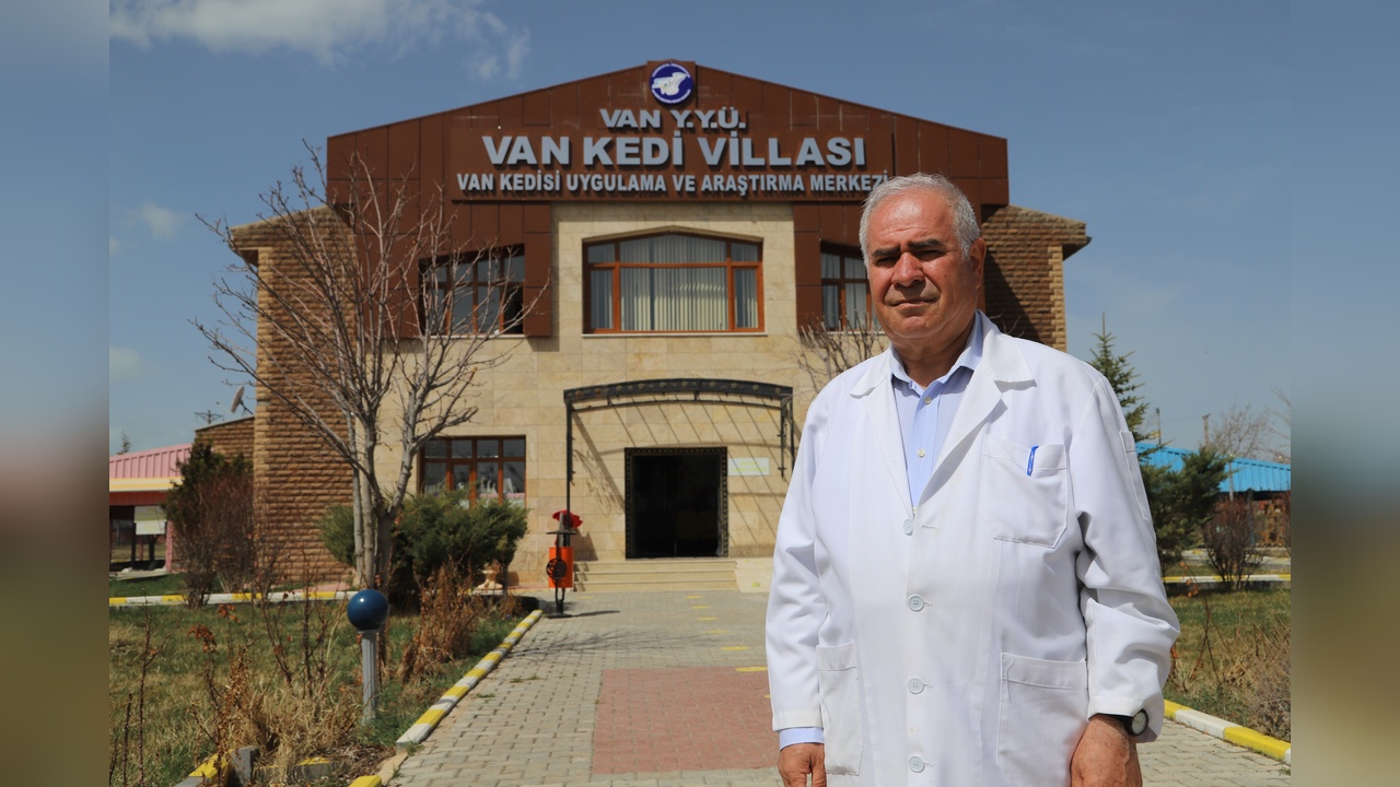 Van Kedi Villası'nda İlk Yavru Kediler Doğdu
