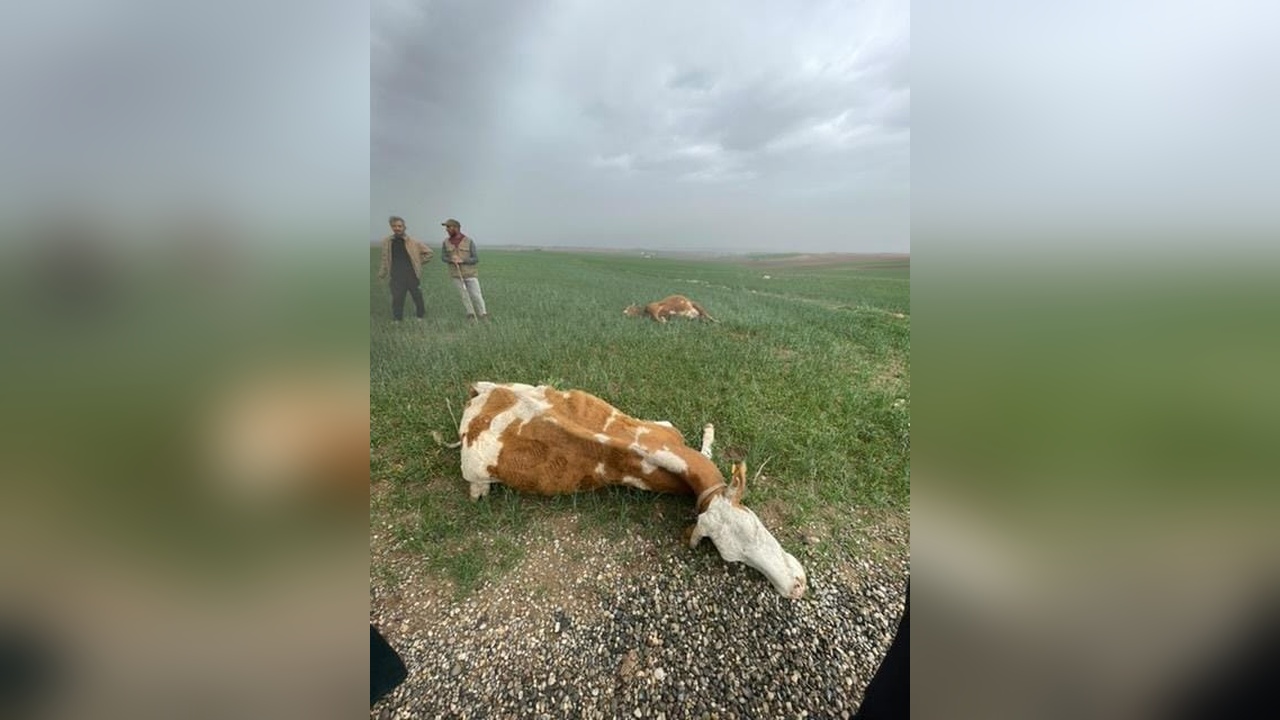 Yıldırım Düşmesi Sonucu İki İnek Hayatını Kaybetti