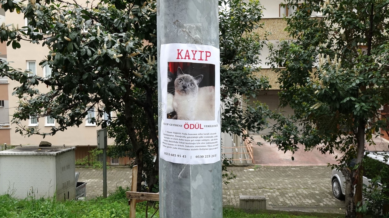 Kayıp Kedi Badem İçin Altın Ödül İlan Edildi