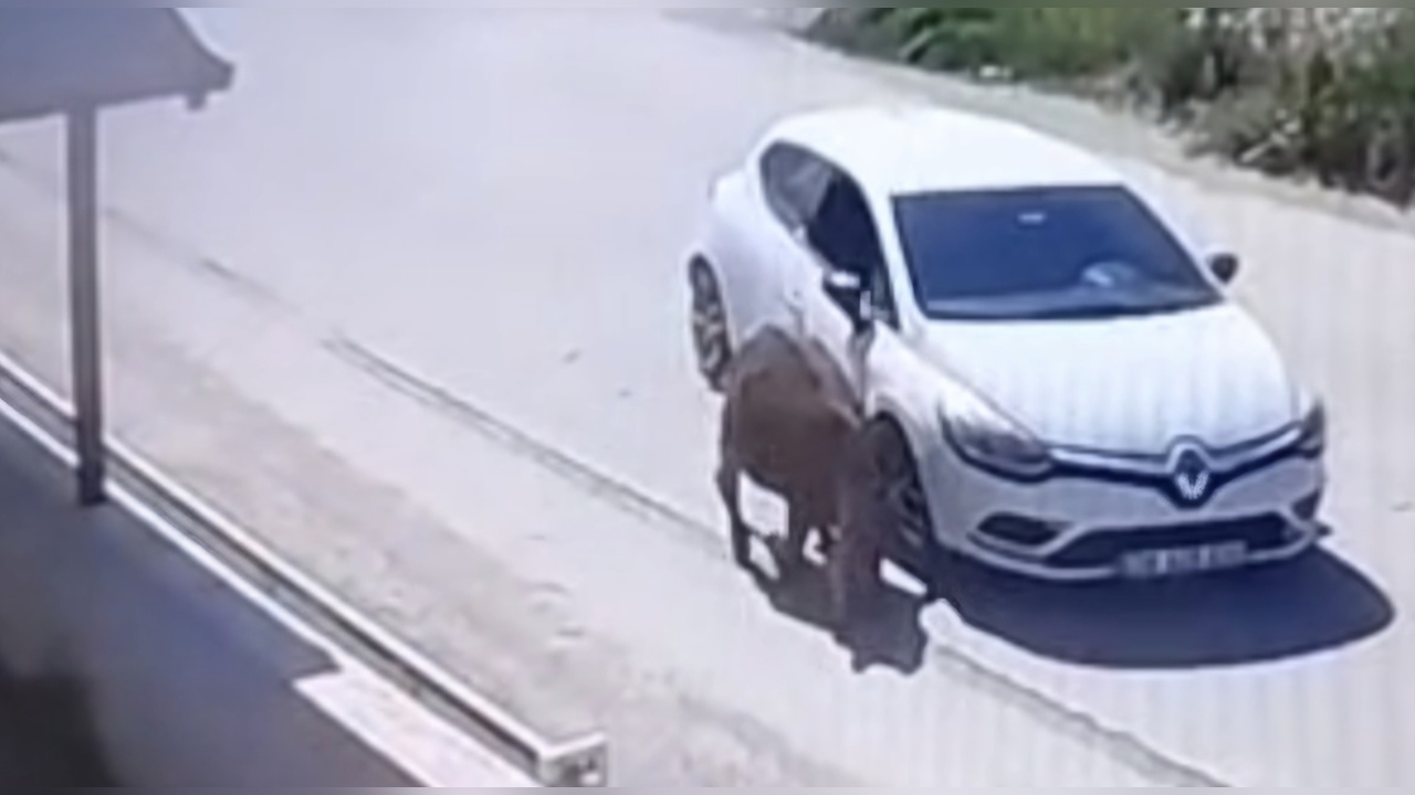 Eşeğe Kasıtlı Çarpan Sürücünün Ehliyeti Alındı
